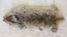 Gorgeous genuine chinchilla for sale  Owasso