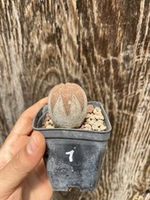 Euphorbia obesa wild usato  Mazara del Vallo