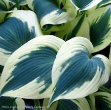 Hosta blue ivory for sale  Oak Creek