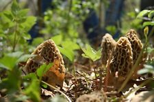 Culture mycélium morilles. d'occasion  France