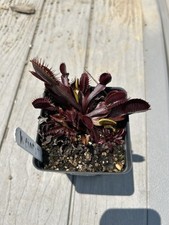 venus flytrap for sale venus flytrap for sale Chesapeake