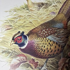 Ned smith ringneck for sale  Memphis
