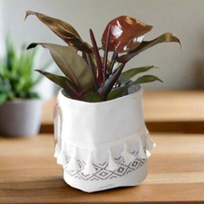 Philodendron erubescens red for sale  COALVILLE