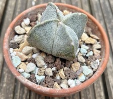 Astrophytum myriostigma cactus for sale  MALDON
