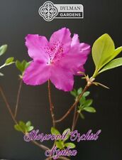 Sherwood orchid azalea for sale  Sheridan