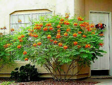 Dwarf poinciana seeds for sale  Saint Augustine