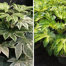 Fatsia duo collection for sale  IPSWICH