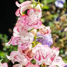 Penstemon plants ice for sale  IPSWICH