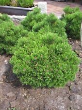 Pinus mugo picobello gebraucht kaufen  Zetel