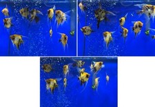Koi angelfish premium for sale  Newport