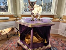 Witchy cat bed for sale  Salt Lake City