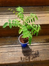 Live florida grown for sale  Interlachen