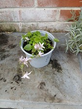 campanula for sale campanula for sale  SOUTHAMPTON