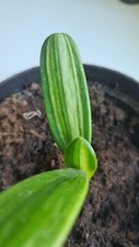 clivia gebraucht kaufen clivia gebraucht kaufen Blunk