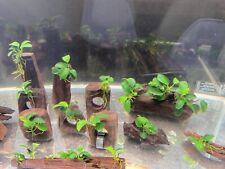 Anubias nana driftwood for sale  SUTTON