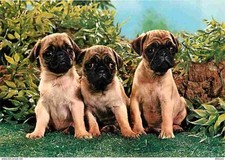 Animaux chiens carlin d'occasion  Fruges