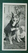 Alsatian child vintage for sale  DERBY