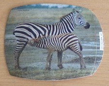 1973 amis daktari d'occasion 1973 amis daktari d'occasion  Rennes-