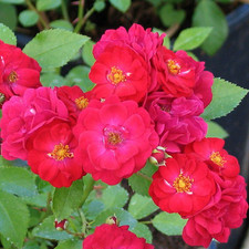 Rosa fairy dance d'occasion  Pouzauges