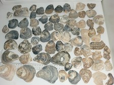 1000g austernschalen yster gebraucht kaufen  Deutschland