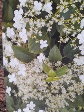 climbing hydrangea for sale climbing hydrangea for sale SWINDON