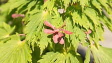 Acer japonicum aconitifolium for sale  CRANBROOK