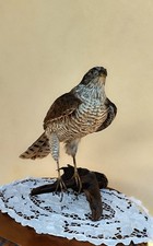 Trofeo caccia esemplare usato Trofeo caccia esemplare usato  Orsago