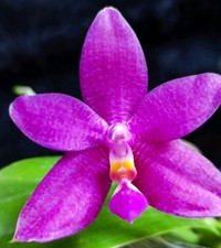 Rare phalaenopsis donna for sale  LONDON