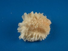Chama reflexa, ótima escultura, 25,1 mm, concha de Salomão G458 comprar usado  Enviando para Brazil