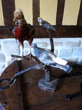 Anciens oiseaux naturalisé d'occasion  Paris XX