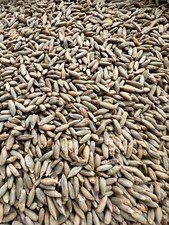 Lbs winter rye for sale  Strathcona