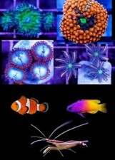 Beginner pack saltwater for sale  Gardena