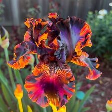 Firestorm iris seeds for sale  Titusville