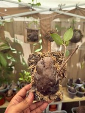 Ant plant hydnophytum for sale  Miami
