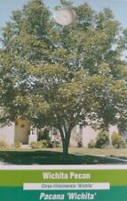 Wichita pecan tree for sale  Ben Wheeler