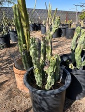 Totem pole cactus for sale  Wickenburg