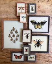 Insect reverse glass for sale  SEVENOAKS