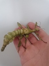 Macleay spectre giant for sale  SHREWSBURY