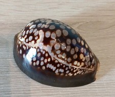 Cypraea mauritiana belle d'occasion  Buchy