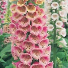 Foxglove excelsior mix for sale  FRESHWATER