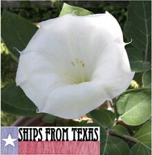 Datura sacred datura d'occasion  Expédié en Belgium