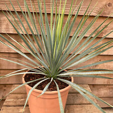 Yucca rostrata litre for sale  YORK