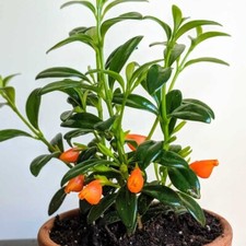 Goldfish plant height for sale  Englishtown