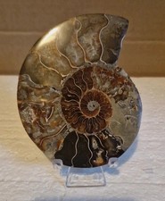 Ammonite fosil shell for sale Ammonite fosil shell for sale  SAFFRON WALDEN