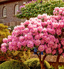 Rhododendron scintillation 4lt for sale Rhododendron scintillation 4lt for sale  NORTHWICH