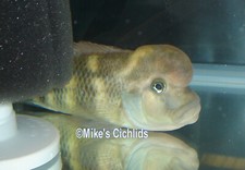 Steatocranus casuarius buffalo for sale  New Smyrna Beach