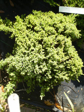 Procumbens nana juniper for sale  Crawfordville