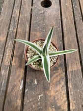 Agave victoria reginae d'occasion  Pau