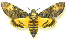 Unmounted butterfly sphingidae for sale  Shipping to United Kingdom
