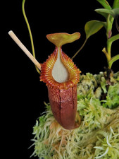 nepenthes gebraucht kaufen  Ahrensburg